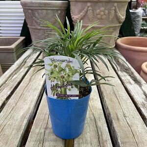 NX}X[Y n tF`_X 10.5cm|bg h ϊ J[[t ~Ԓd