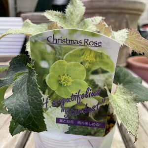 NX}X[Y n A[O`tHEX X^[_Xg 10.5cm|bg h ϊ J[[t ~Ԓd