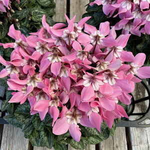 ~jVN X[p[WbNX T[sN 5 ~