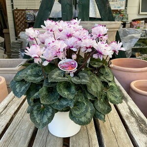 VN `rNgA 5 Չ| A Mtg v[g Ε NX}X