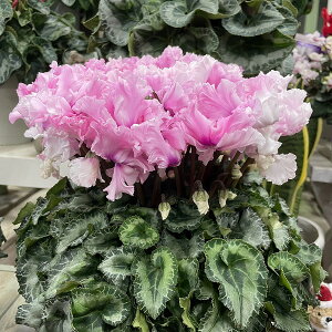 VN LfB[P[ tW sN 5 A }[u Mtg v[g Ε NX}X