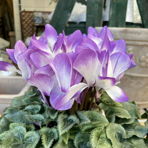 VN pu[ 5 A Mtg v[g Ε NX}X