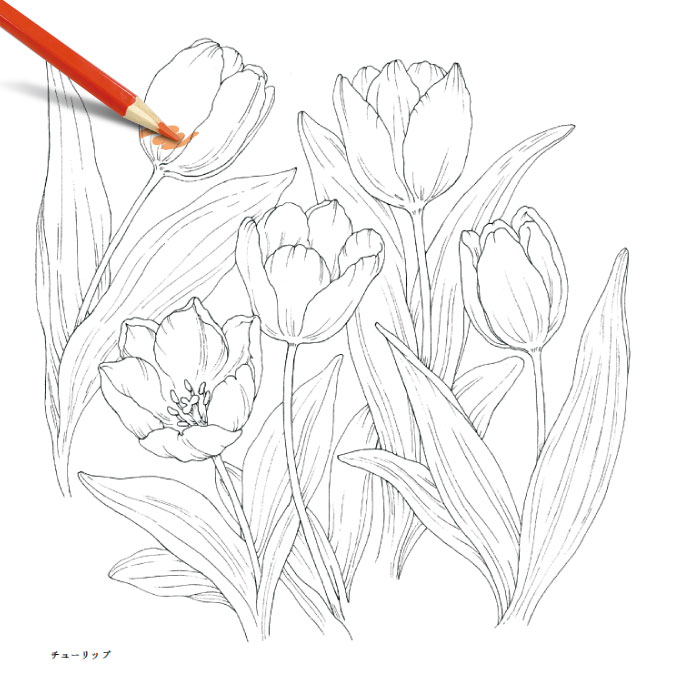 セット】おとなのスケッチ塗り絵 トンボ色鉛筆24色セット 塗り絵 美しい花