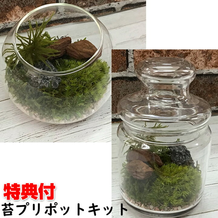 楽天市場 00円クーポン配布中 苔プリキット テラリウム プリザーブド加工 苔 ミニチュア 庭園 置物 インテリア アート 盆栽 苔 苔玉 苔プリセット 自作 日本庭園 盆栽 リラックス 癒し 安らぎ 瞑想 ミニチュア マツカメショッピング