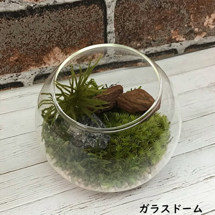 楽天市場 00円クーポン配布中 苔プリキット テラリウム プリザーブド加工 苔 ミニチュア 庭園 置物 インテリア アート 盆栽 苔 苔玉 苔プリセット 自作 日本庭園 盆栽 リラックス 癒し 安らぎ 瞑想 ミニチュア マツカメショッピング