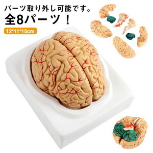 脳 模型 人体模型 脳解剖模型 脳モデル 全8パーツ取り外し可能 図鑑 学習 医学 解剖 脳みそ 断面 頭蓋骨 大脳 脳模型 立体 仕組み 高性能 医療 断面図 勉強 医師 医学生 神経学 テスト 学習 取
