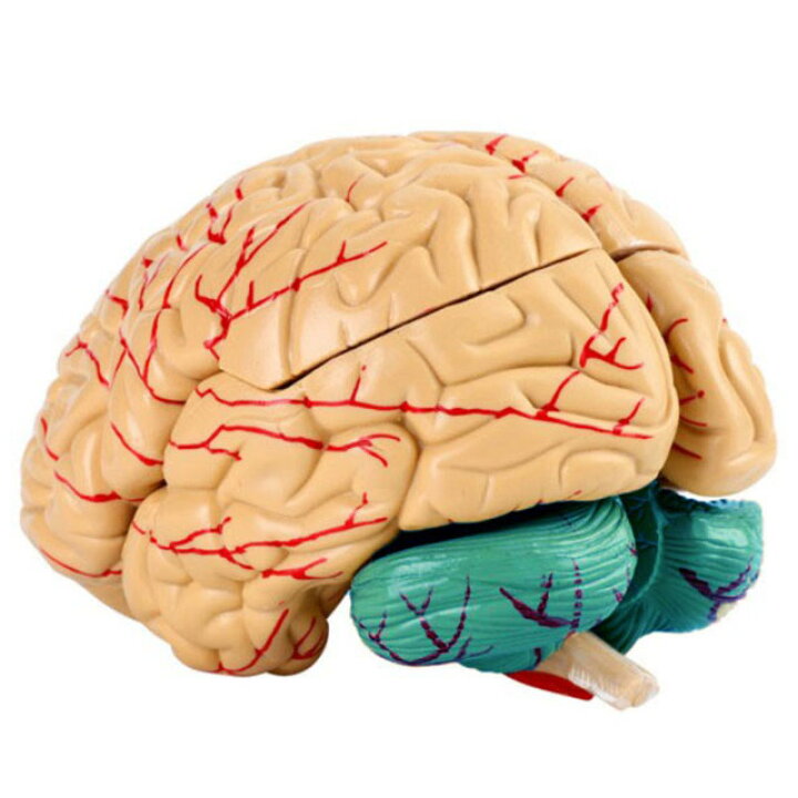 送料0円 Shop de Clinic3B社 人体模型 脳模型 脳2.5倍大14分解断面観察モデル vh409 鍼灸 模型