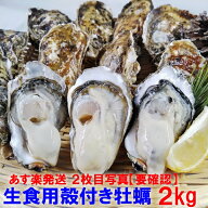 【10%OFFクーポン有】牡蠣 殻付き 生牡蠣 「生食用 殻付き 牡蠣 2kg」 （14~35粒） 殻付 牡蛎 殻付 宮城…