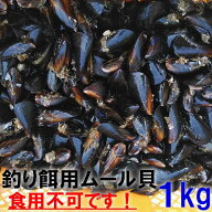 【10％OFFクーポン】ムール貝釣り餌に 冷凍ムール貝　ムラサキイガイ1kg〜10kg 冷凍品イガイ カラス貝 ム…