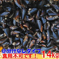 【10％OFFクーポン】ムール貝釣り餌に ムール貝　「ムラサキイガイ14kg」小分けなしタイプ 冷凍品 14キロ…
