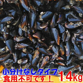 【10％OFFクーポン】ムール貝釣り餌に ムール貝　「ムラサキイガイ14kg」小分けなしタイプ 冷凍品 14キロ イガイ カラス貝 ムール貝 釣りエサ クロダイ 黒鯛 チヌ 石鯛 コブダイ カワハギ釣りに 【食用ではありません】【100】