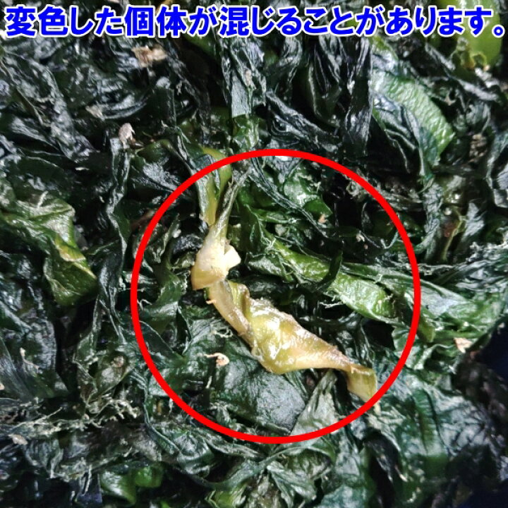 楽天市場】塩蔵ワカメ 完全訳あり品 塩蔵わかめ5kg入 茎少しあり 小 