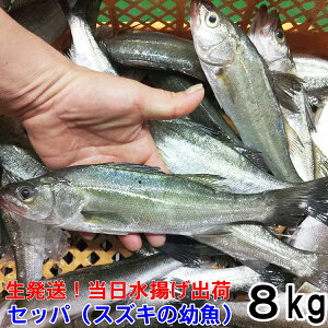 ZbpiXYL̗cj 2kg`8kg yll1C̏ĂɃx^[TCYzNZbg Zbg  p ᗘp u hg hgĂ ϋ lߍ킹 Zbp BBQ