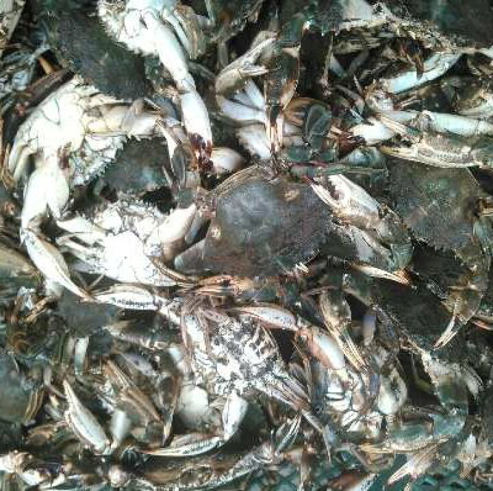 楽天市場 2 クーポン有 イシガニ 石蟹 マダコ釣りに 石カニ 食用ではありません 真蛸釣りに ４kg 冷凍発送 店長自ら漁獲 漁師直送 離島沖縄県対応不可 餌用イシガニ4ｋｇ 100 松島牡蠣屋