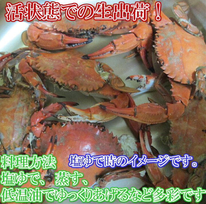 楽天市場 クーポン有 生出荷 食用イシガニ 石蟹４kg 活状態での梱包 松島牡蠣屋 漁師の店長自ら漁獲です 目安 4ｋｇで40杯程度 ４キロ 100 松島牡蠣屋