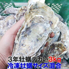 【身入り抜群時期の冷凍 20％OFFクーポン有】デカい牡蠣 殻付き 牡蠣 3年牡蠣 3kg 冷凍便 送料無料！3キロ 宮城県産 殻付き牡蠣 殻付き 殻付 カキ 加熱用 松島牡蠣屋 牡蛎 BBQ バーベキュー食材 「3年牡蠣 3kg」【80】