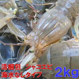 活梱包「海水なしタイプ！しゃこえび 2kg」（40-64匹）蝦蛄海老 シャコエビ 宮城県産 漁師直送品 シャコ しゃこ 皮皮蝦 蝦爬子 撒尿蝦 彈蝦 蝦虎 日時指定は不可【100】