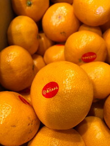 �^���݂���@10kg�@���Q���Y�y�������� ������@���Ε�@�����i�@�M�t�g�z