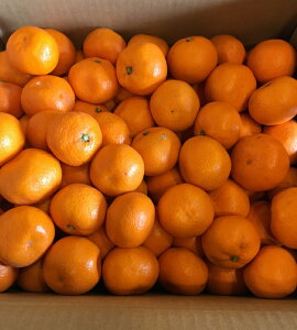 �L�c�݂���@�a�̎R���Y�y�������� ������@���Ε�@�����i�@�M�t�g�z