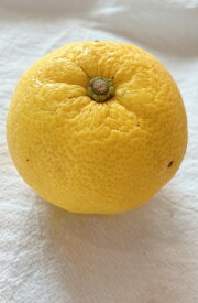 本ゆず 三重産【野菜セット同梱で送料無料】