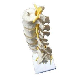 実物大 腰椎・仙骨・脊髄神経モデル 1台 NGD 25-5547-00 人体模型 腰椎モデル