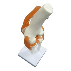 実物大 靭帯付き股関節模型 1台 NGD 25-5556-00 人体模型 膝関節モデル