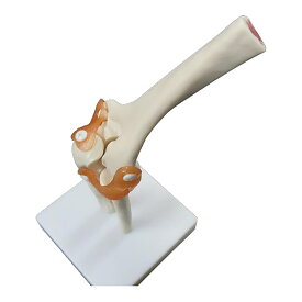 実物大 靭帯付き肘模型 1台 NGD 25-5557-00 人体模型 膝関節モデル