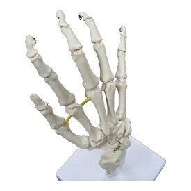 実物大 手の骨格模型 1台 NGD 25-5559-00 人体模型 膝関節モデル
