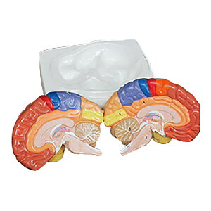 ] ̈͌^ 1 NGD 25-5568-00 ͌^ ]f