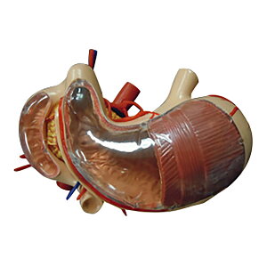 ݁E\wEX͌^ 1 NGD 25-5562-00 l̖͌^