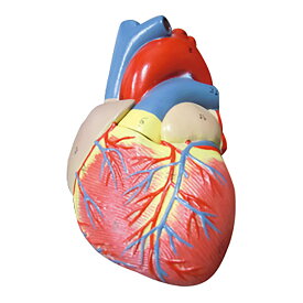 実物大 心臓模型 1台 NGD 25-5564-00 人体模型