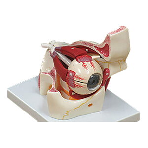 �ዅ���|3�{�g�僂�f�� 1�� NGD 25-5566-00 �l�̖͌^