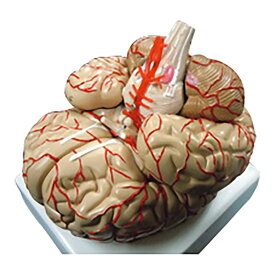 実物大 精密脳模型 8分解モデル 1台 NGD 25-5569-00 内臓模型 脳分解モデル