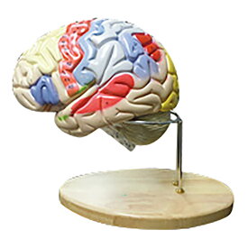 脳実質 2倍拡大 領域解説模型 1台 NGD 25-5567-00 人体模型