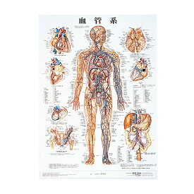 人体解剖学チャート（ポスターサイズ）血管系M ラミネートバン 1枚 アプライ 11-2230-0002