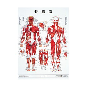 人体解剖学チャート（ポスターサイズ）骨格筋M ラミネートバン 1枚 アプライ 11-2230-0003 医学 ポスター 解剖学 教育用 学習資料 医療 壁掛け 教材 解剖 ビジュアル教材 医科大学