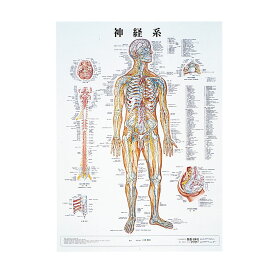 人体解剖学チャート（ポスターサイズ）神経系M ラミネートバン 1枚 アプライ 11-2230-0004