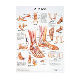 人体解剖学チャート（ポスターサイズ）足と足首S ラミネートバン 1枚 アプライ 11-2230-0026