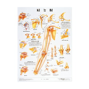 �l�̉�U�w�`���[�g�i�|�X�^�[�T�C�Y�j���ƕIS ���~�l�[�g�o�� 1�� �A�v���C 11-2230-0029