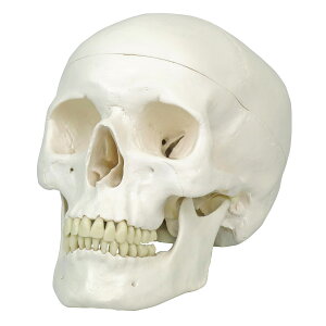 W^Wf A20 20X13D5X15D5CM 11-2020-00 {X[r[ETCGeBtBbN