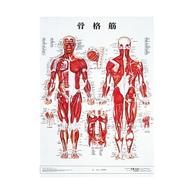 人体解剖学チャート（ポスターサイズ）骨格筋M ラミネートバン 1枚 アプライ 11-2230-0003