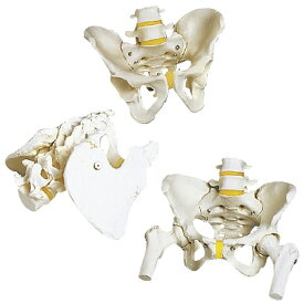 骨盤モデル（女性・大腿骨付） A62 （30X30X20CM） 1台 日本スリービー・サイエンティフィック 11-2195-01