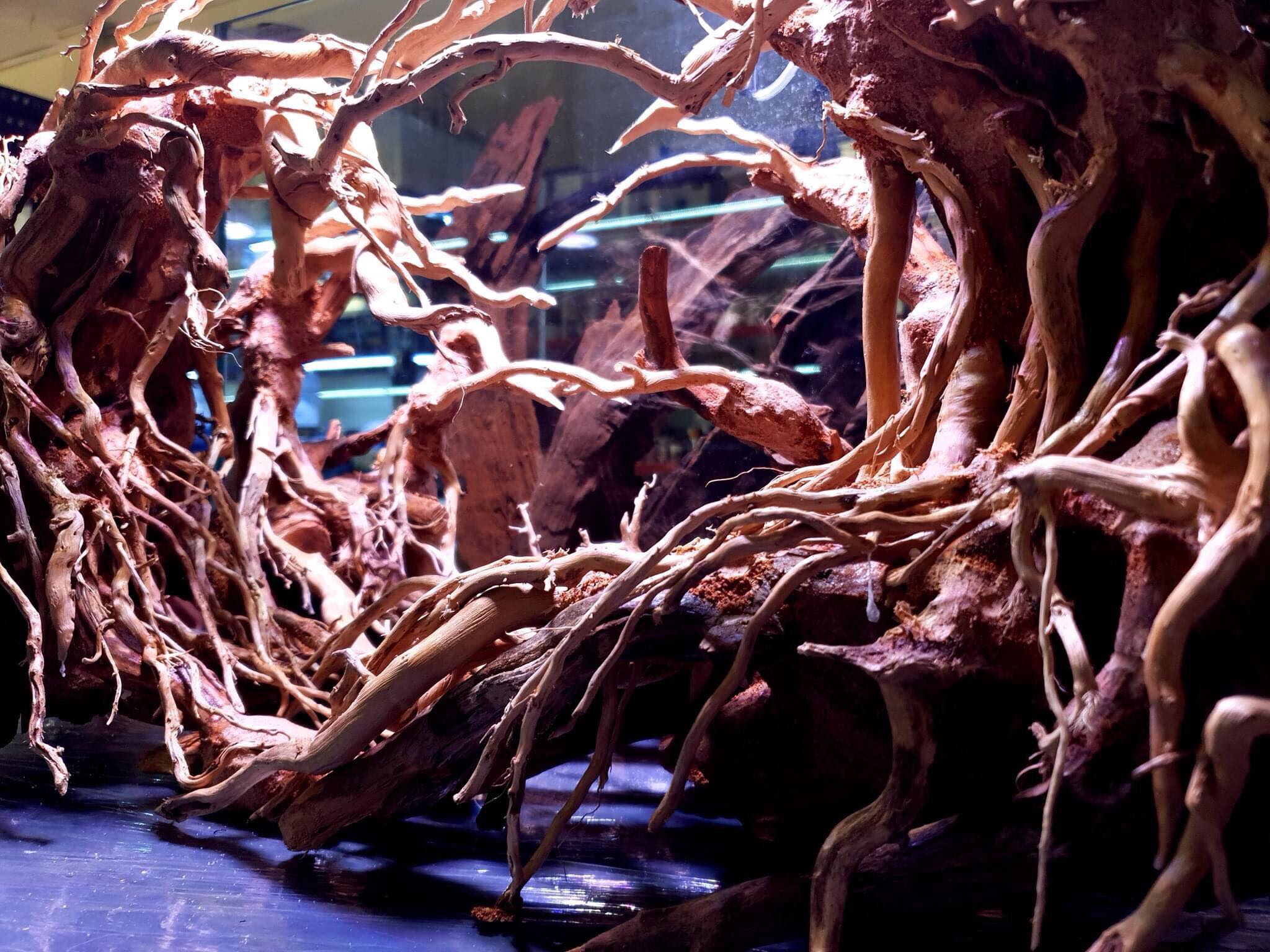 楽天市場】90cm水槽専用 深い茂る熱帯雨林のバニヤン流木 (水槽専用