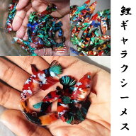 【送付無料・お買い得】ベタ コイカラーギャラクシーベタ メス♀ おまかせ （2匹）[生体]　鯉ベタ　ベタ…