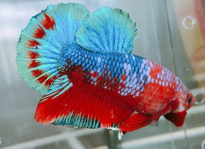 楽天市場 熱帯魚 ベタ レッドファンシーベタ オス おまかせ １匹 生体 鯉ベタ ベタ 観賞魚 Matsuyoshi World