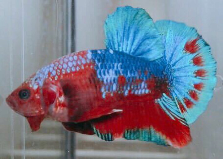 楽天市場 熱帯魚 ベタ レッドファンシーベタ オス おまかせ １匹 生体 鯉ベタ ベタ 観賞魚 Matsuyoshi World