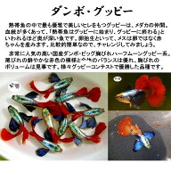 【送料無料・お買い得】ダンボ・グッピー ※ペア販売 ■サイズ：アダルト (2ペア)[生体] 観賞魚（死着保…