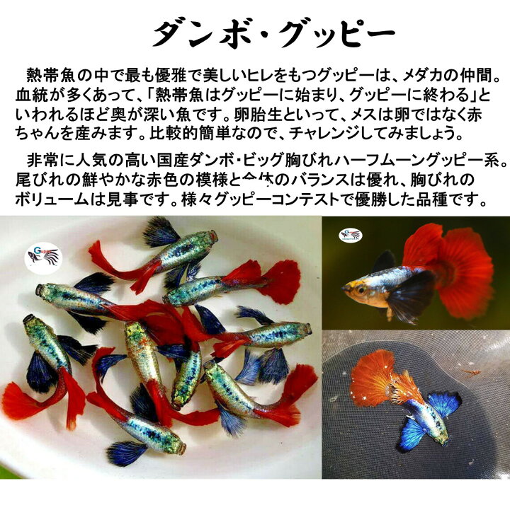 楽天市場 お買い得2ペア 人気熱帯魚 国産グッピー ダンボ グッピー ペア販売 サイズ アダルト 2ペア 生体 観賞魚 死着保証あり Matsuyoshi World 楽天市場 お買い得2ペア 人気熱帯魚 国産グッピー ダンボ グッピー ペア販売 サイズ アダルト 2ペア 生体 観賞魚 死着保証あり Matsuyoshi World