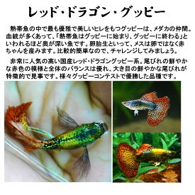 楽天市場 国産グッピー 生体の通販