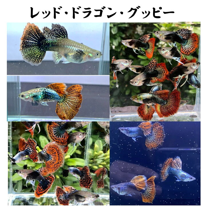 楽天市場】【お買い得2ペア・人気熱帯魚・国産グッピー】レッド 